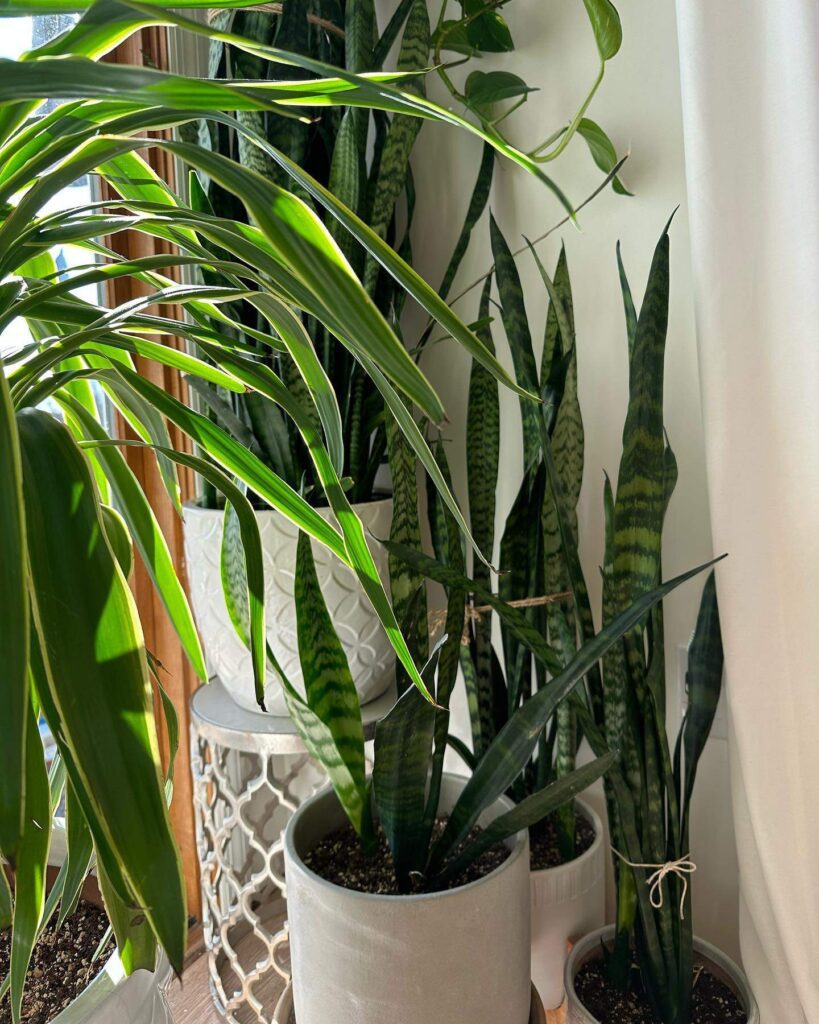 Why Snake Plants Are The Best Indoor Plants Food and Life Lately
